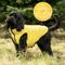 Show in main carousel: HUGO & HUDSON Reversible Waterproof Insulated Dog Puffer Jacket, Yellow/Grey, Small-35 slide 7 of 8