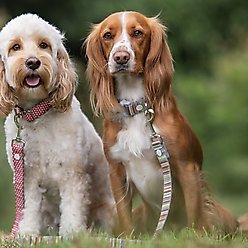 HUGO & HUDSON Stripe Printed Dog Leash, Multi-colored, X-Small/Small slide 2 of 8