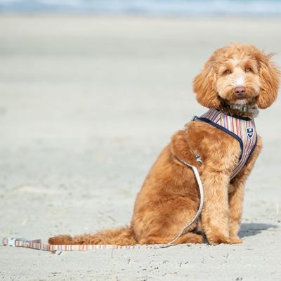 Show full view: HUGO & HUDSON Stripe Printed Dog Leash, Multi-colored, X-Small/Small slide 5 of 8