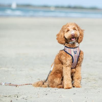 Show full view: HUGO & HUDSON Stripe Printed Dog Leash, Multi-colored, X-Small/Small slide 7 of 8