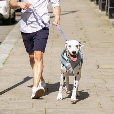 Show full view: HUGO & HUDSON Stripe Printed Dog Leash, Navy, Medium/Large slide 6 of 8