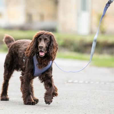 Show full view: HUGO & HUDSON Stripe Printed Dog Leash, Navy, Medium/Large slide 7 of 8