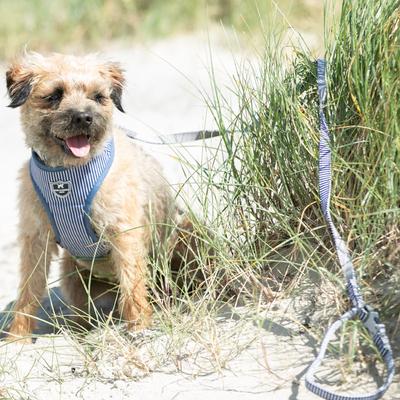 Show full view: HUGO & HUDSON Stripe Printed Dog Leash, Navy, X-Small/Small slide 3 of 9