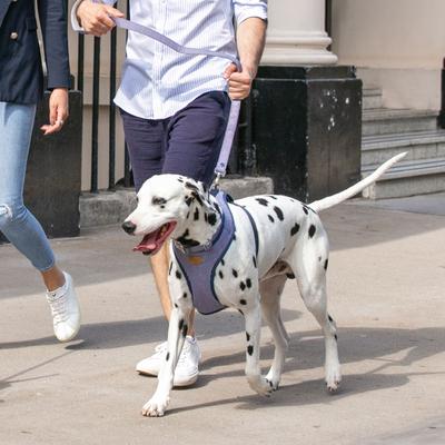 Show full view: HUGO & HUDSON Stripe Printed Dog Leash, Navy, X-Small/Small slide 6 of 9