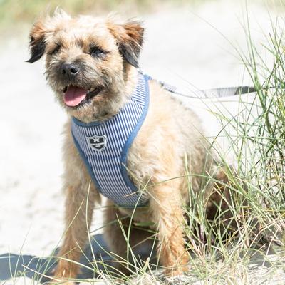 Show full view: HUGO & HUDSON Stripe Tweed Dog Harness, Navy, X-Small slide 2 of 9