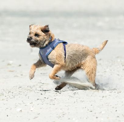 Show full view: HUGO & HUDSON Stripe Tweed Dog Harness, Navy, X-Small slide 8 of 9