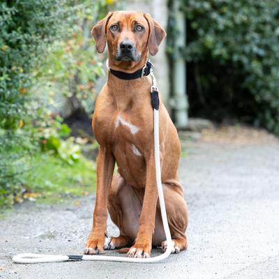 Show full view: HUGO & HUDSON Suede Leather Dog Collar, Black, 25.5-in slide 6 of 7