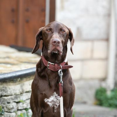Show full view: HUGO & HUDSON Suede Leather Dog Collar, Brown, 21.6-in slide 7 of 8