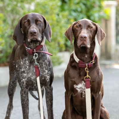 Show full view: HUGO & HUDSON Suede Leather Dog Collar, Burgundy, 23.6-in slide 7 of 7