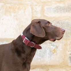 HUGO & HUDSON Suede Leather Dog Collar, Burgundy, 25.5-in slide 2 of 7