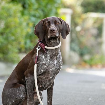 Show full view: HUGO & HUDSON Suede Leather Dog Collar, Burgundy, 25.5-in slide 6 of 7