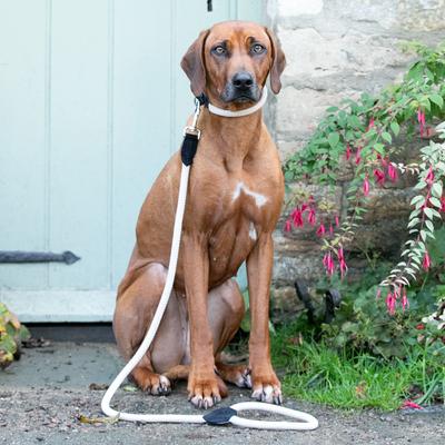 Show full view: HUGO & HUDSON Suede Leather Dog Leash, Black, 70.8-in slide 2 of 7