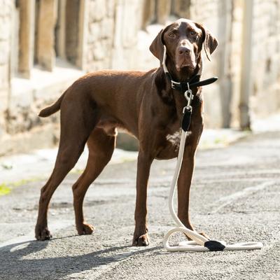 Show full view: HUGO & HUDSON Suede Leather Dog Leash, Black, 70.8-in slide 7 of 7