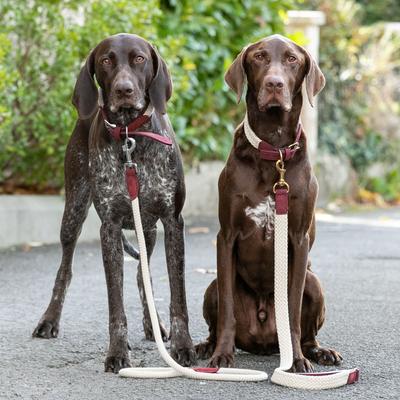 Show full view: HUGO & HUDSON Suede Leather Dog Leash, Burgundy, 70.8-in slide 7 of 7