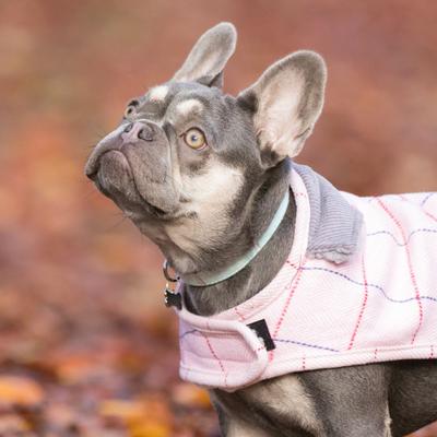 Show full view: HUGO & HUDSON Tweed Metal Buckle Dog Collar, Aqua, Large slide 8 of 10