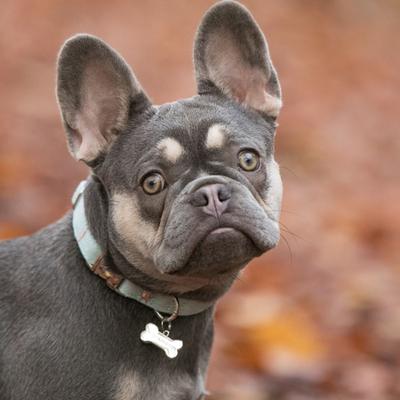 Show full view: HUGO & HUDSON Tweed Metal Buckle Dog Collar, Aqua, Medium slide 2 of 9