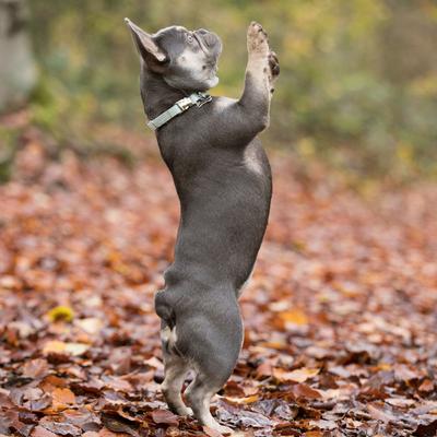 Show full view: HUGO & HUDSON Tweed Metal Buckle Dog Collar, Aqua, Small slide 9 of 10