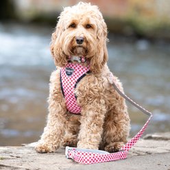 HUGO & HUDSON Watermelon Printed Dog Leash, Pink, Medium/Large slide 2 of 8