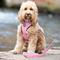 Show in main carousel: HUGO & HUDSON Watermelon Printed Dog Leash, Pink, Medium/Large slide 3 of 9