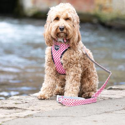Show full view: HUGO & HUDSON Watermelon Printed Dog Leash, Pink, X-Small/Small slide 6 of 9