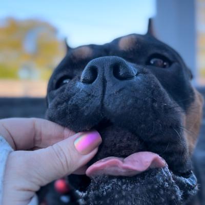 Show full view: Huntaway Venison & Deer Collagen Recipe Grain-Free Soft & Chewy Dog Treats, 4-oz bag slide 5 of 9