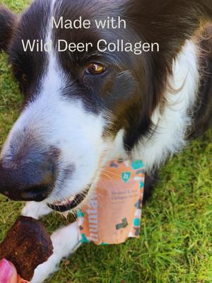 Show full view: Huntaway Venison & Deer Collagen Recipe Grain-Free Soft & Chewy Dog Treats, 4-oz bag slide 9 of 9