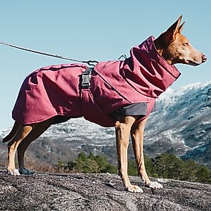 Hurtta Expedition Insulated Dog Parka, Beetroot, 10-in