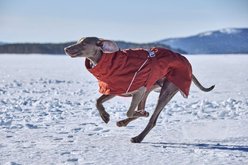 Hurtta Extreme Warmer III ECO Dog Snowsuit, Cinnamon, 10-in slide 2 of 4