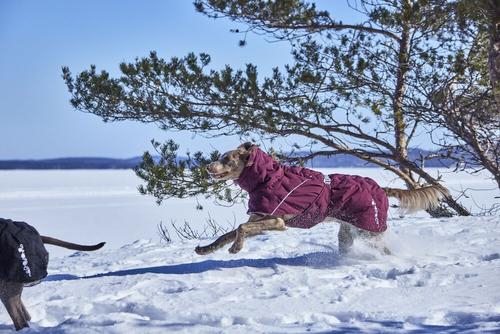 Show full view: Hurtta Extreme Warmer III ECO Dog & Cat Snowsuit, Eggplant, 10-in slide 3 of 5