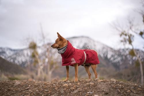Show full view: Hurtta Extreme Warmer Insulated Dog Parka, Lingon, 10-in slide 8 of 12