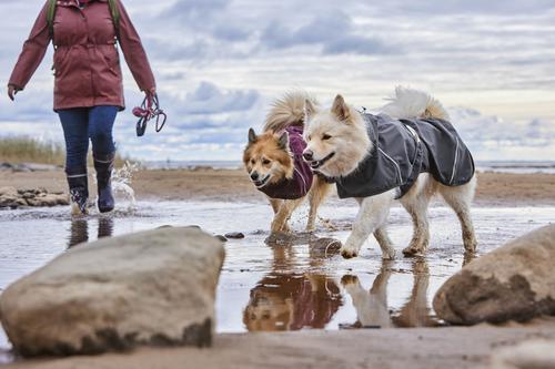 Show full view: Hurtta Mudventure ECO Dog Raincoat, Blackberry, 10-in slide 4 of 8