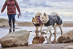 Hurtta Mudventure ECO Dog Raincoat, Blackberry, 14-in slide 2 of 6
