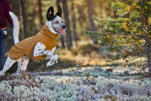 Show full view: Hurtta Razzle-Dazzle Midlayer Reversible Dog Coat, 10-in, Brown slide 3 of 9