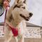 Show in main carousel: Hurtta Weekend Warrior Dog & Cat Harness, Ruby, 39 to 47-in chest slide 5 of 7