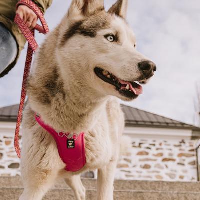 Show full view: Hurtta Weekend Warrior Dog & Cat Harness, Ruby, 39 to 47-in chest slide 5 of 7