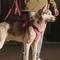 Show in main carousel: Hurtta Weekend Warrior Dog & Cat Harness, Ruby, 39 to 47-in chest slide 6 of 7