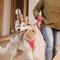Show in main carousel: Hurtta Weekend Warrior Dog & Cat Harness, Ruby, 39 to 47-in chest slide 7 of 7
