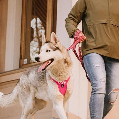 Show full view: Hurtta Weekend Warrior Dog & Cat Harness, Ruby, 39 to 47-in chest slide 7 of 7