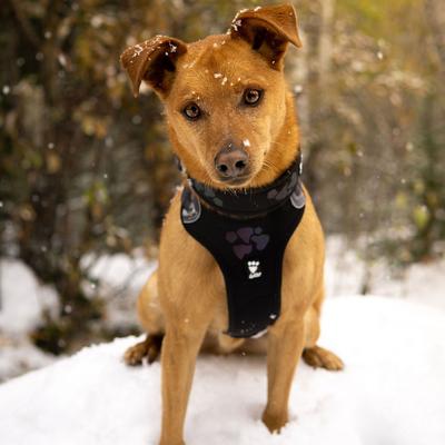 Show full view: Hurtta Weekend Warrior Dog Harness, Raven, 24-32-in slide 4 of 5