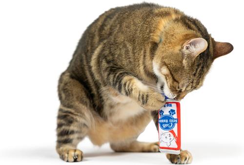 Show full view: Huxley & Kent Cat Cats Blue Ribbon Cat Toy, White/Red/Blue slide 4 of 8