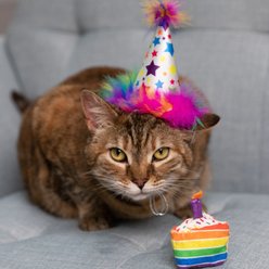 Huxley & Kent Cat Funfetti Cake Cat Toy, White slide 2 of 4