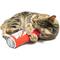 Show in main carousel: Huxley & Kent Cat Kicker Cats Belly Rubbin Cat Toy, Red/White/Blue slide 5 of 11