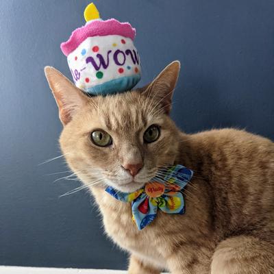 Show full view: Huxley & Kent Cat Mewow Cake Cat Toy, Multicolor slide 8 of 11