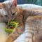 Show in main carousel: Huxley & Kent Cat Sour Scratch Kats Cat Toy, Yellow/Green/Red slide 4 of 10