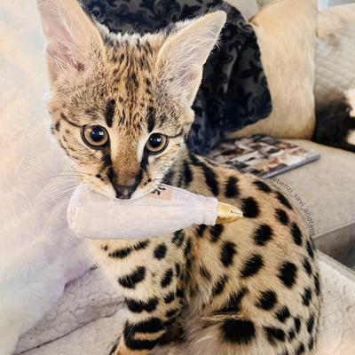 Show full view: Huxley & Kent Cat Toto's Pawdka Cat Toy, Gray slide 5 of 7