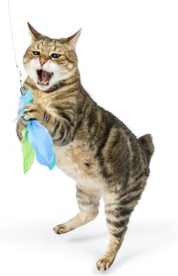 Show full view: Huxley & Kent Cat Wand Refill 2 Pack Birdy Feather Teasers Cat Toy, Blue slide 4 of 5