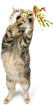 Show full view: Huxley & Kent Cat Wand Refill 3 Pack Snacky Teasers Cat Toy, Green/Yellow/Tan/Red slide 4 of 6