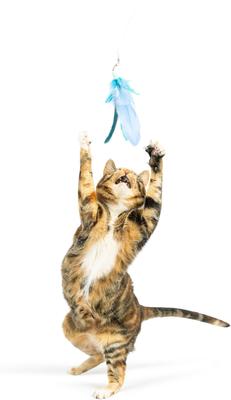 Show full view: Huxley & Kent Cat Wand Teaser Kitty Loco Cat Toy, Blue slide 9 of 11