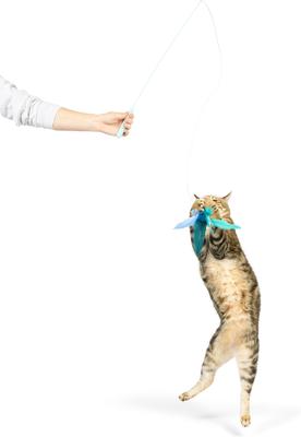 Show full view: Huxley & Kent Cat Wand Teaser Kitty Loco Cat Toy, Blue slide 7 of 11