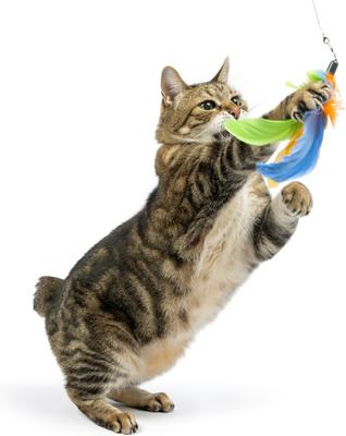 Show full view: Huxley & Kent Cat Wand Teaser Sour Scratch Cat Toy, Green/Blue/Yellow slide 7 of 11